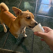 Moochie joined the competition — help win amazing prizes! dog, small_dog, brown_dog, white_chest, tile_floor, green_tiles, hand, paper_cup, licking, pet, indoor, curious, paw, tail, ear, snout, person_hand, floor, reflection, domestic_animal