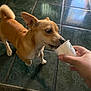 dog, small_dog, brown_dog, white_chest, tile_floor, green_tiles, hand, paper_cup, licking, pet, indoor, curious, paw, tail, ear, snout, person_hand, floor, reflection, domestic_animal