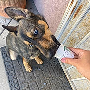 Nellie is registered to the contest to win money with this photo: dog, puppy, blue_eyes, starbucks, pup_cup, hand, door, doormat, concrete, outdoor, pet, muzzle, fur, ears, snout, drink, curious, brown, black, tan