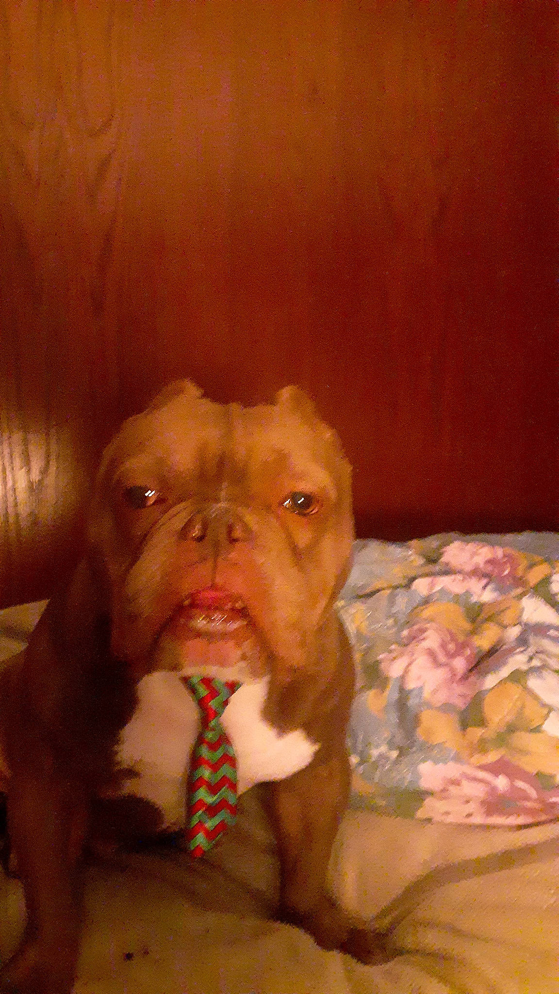 Spanky joined the competition — help win amazing prizes! carnivore, chest, comfort, companion_dog, dog, dog_breed, dog_supply, fawn, fur, gesture, jaw, liver, snout, sporting_group, toy_dog, trunk, whiskers, wood, working_animal, wrinkle