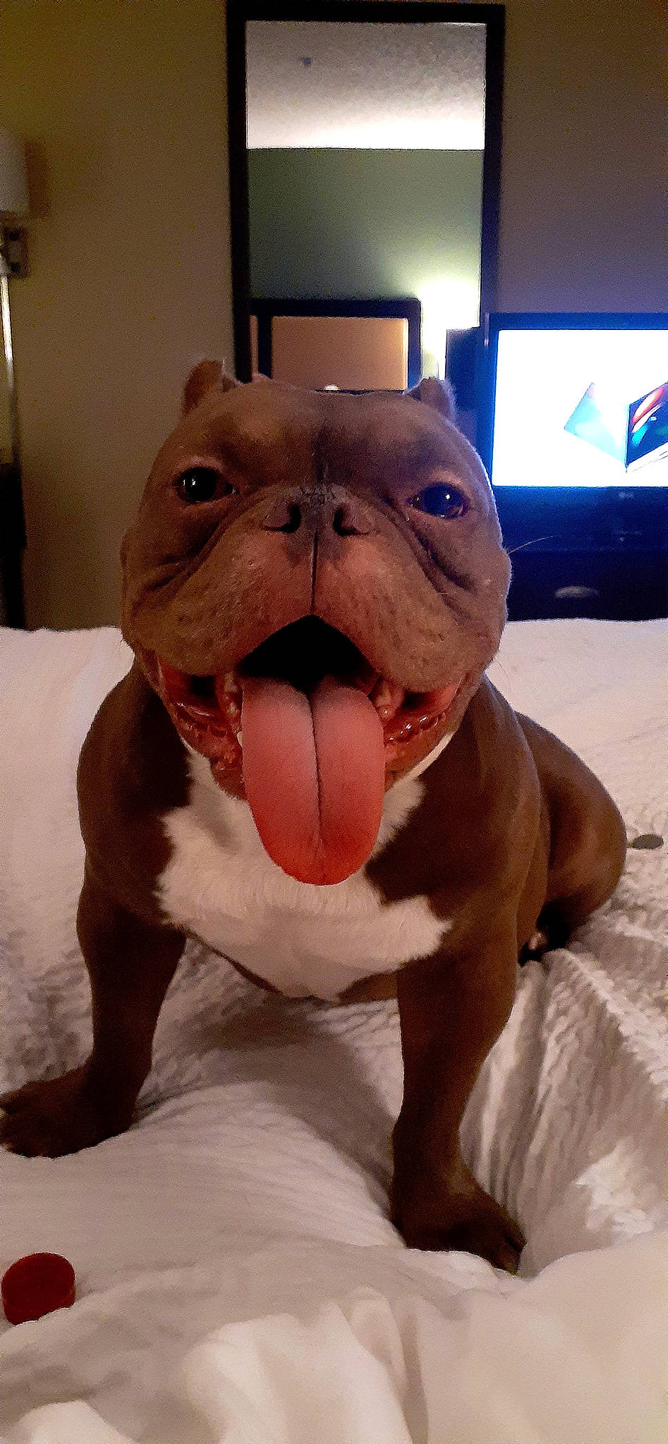 Spanky is registered to the contest to win money with this photo: art, bulldog, carnivore, companion_dog, dog, dog_breed, ear, fawn, felidae, head, jaw, mammal, snout, sporting_group, television, toy, vertebrate, whiskers, working_animal, wrinkle