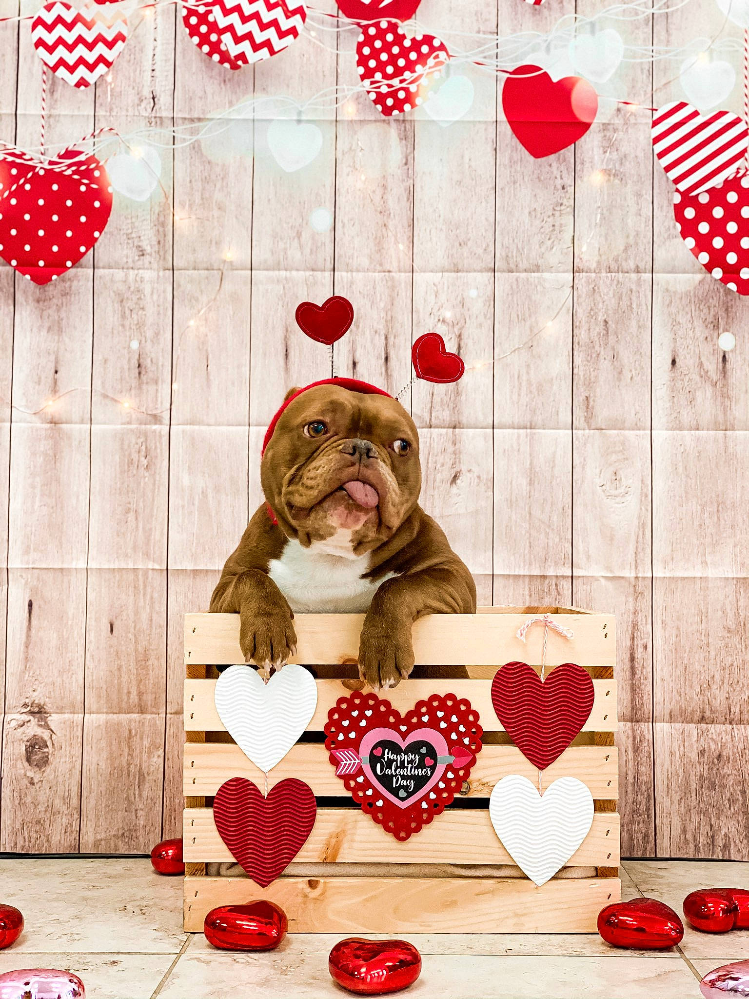 Spanky is registered to the contest to win money with this photo: carnivore, christmas_decoration, companion_dog, dog, dog_breed, fawn, font, happy, holiday, interior_design, mammal, ornament, pattern, product, rectangle, red, textile, vertebrate, wood, working_animal