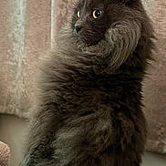 Boris joined the competition — help win amazing prizes! animal, blanket, cat, cozy, curtain, cute, domestic_cat, ears, fluffy, fur, furry, gray_cat, indoor, pet, portrait, relaxed, side_view, sitting, soft_texture, whiskers