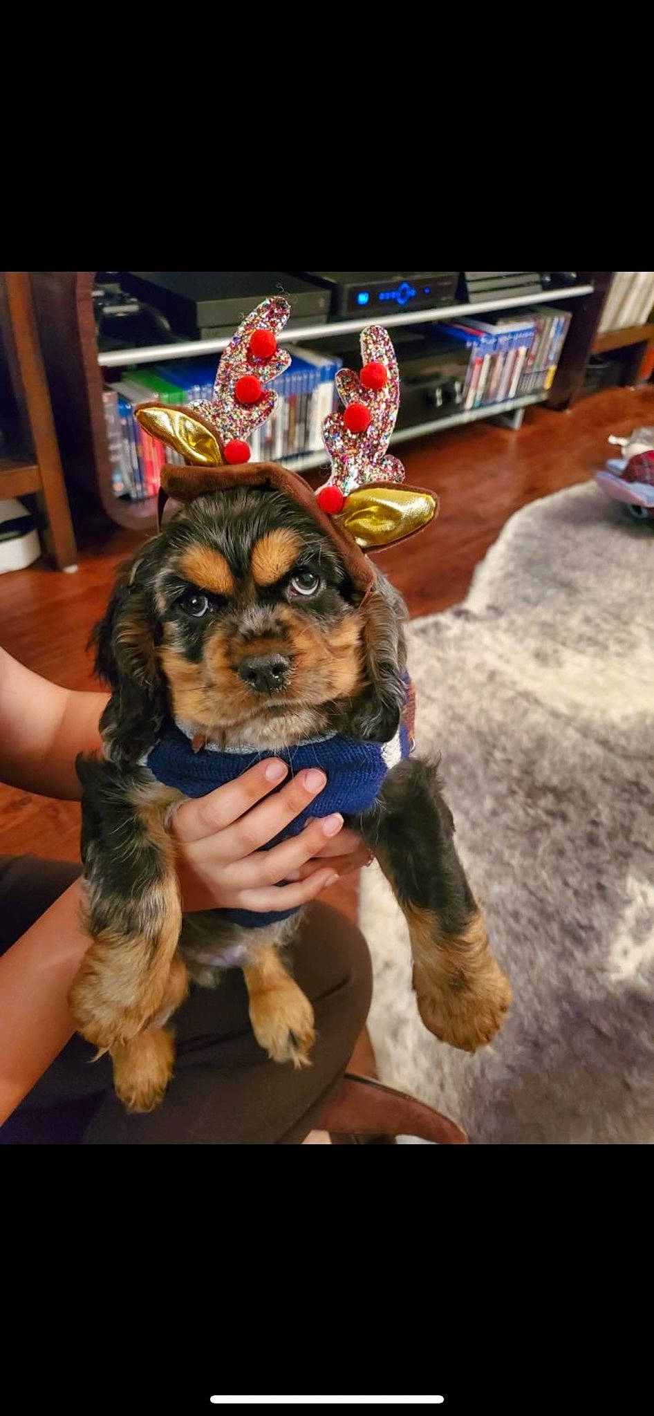 Odin is registered to the contest to win money with this photo: bookcase, canidae, carnivore, christmas, collar, companion_dog, dog, dog_breed, dog_supply, fawn, fur, natural_material, puppy, shelf, shelving, snout, sporting_group, toy_dog, vertebrate, working_animal