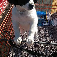 Lazlo is registered to the contest to win money with this photo: autumn_leaves, black_and_white, cart_mat, clean_paw_mat, curb, cute, dog, fur, leash, nose, parking_lot, pavement, paws, pet, puppy, retail_items, shopping_cart, snout, standing, sunlight