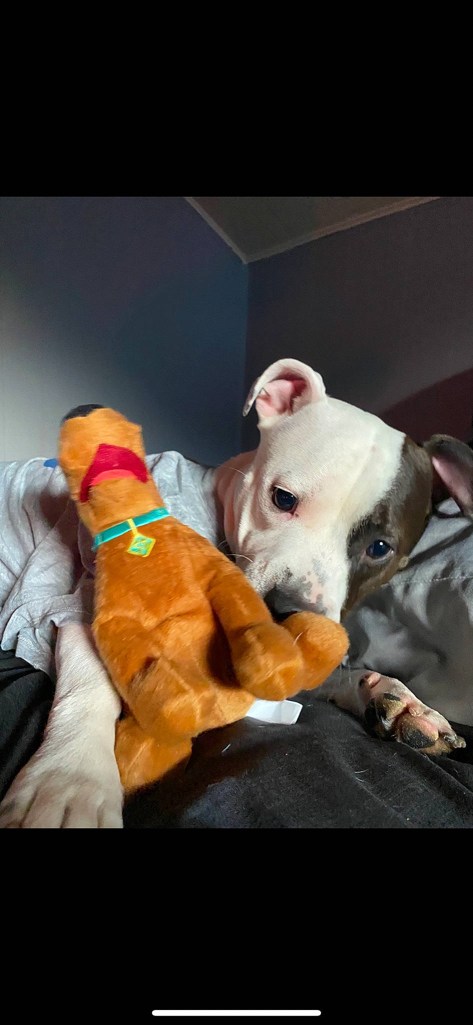 Hazel is registered to the contest to win money with this photo: bull_terrier, canidae, carnivore, collar, companion_dog, dog, dog_breed, dog_collar, dog_supply, dogo_argentino, dogo_guatemalteco, fawn, non_sporting_group, paw, pet_supply, snout, sporting_group, tail, working_animal, working_dog