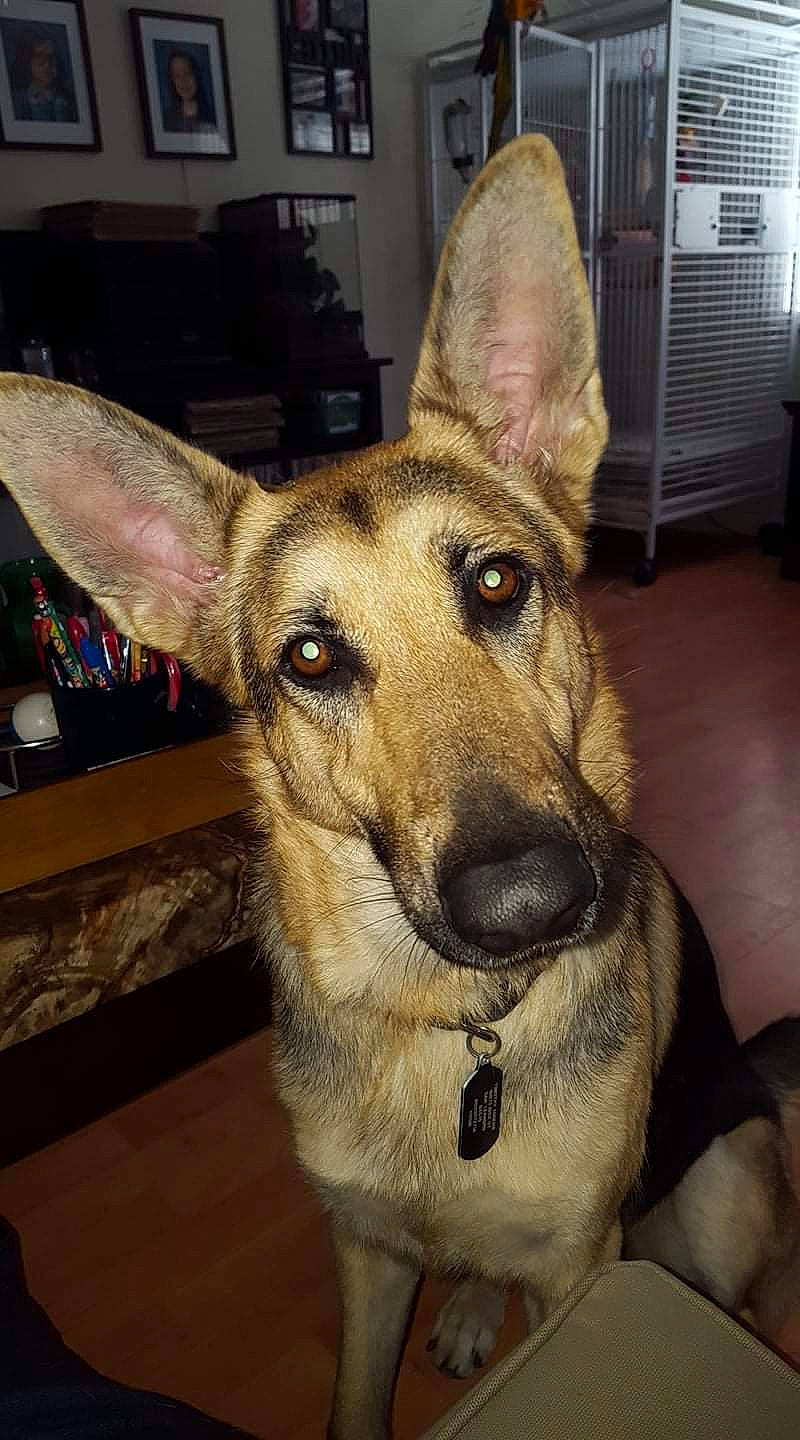 Yoshi is registered to the contest to win money with this photo: canidae, carnivore, collar, companion_dog, dog, dog_breed, dog_collar, ear, east_european_shepherd, fawn, fur, german_shepherd_dog, herding_dog, jaw, old_german_shepherd_dog, snout, sporting_group, whiskers, working_animal, working_dog