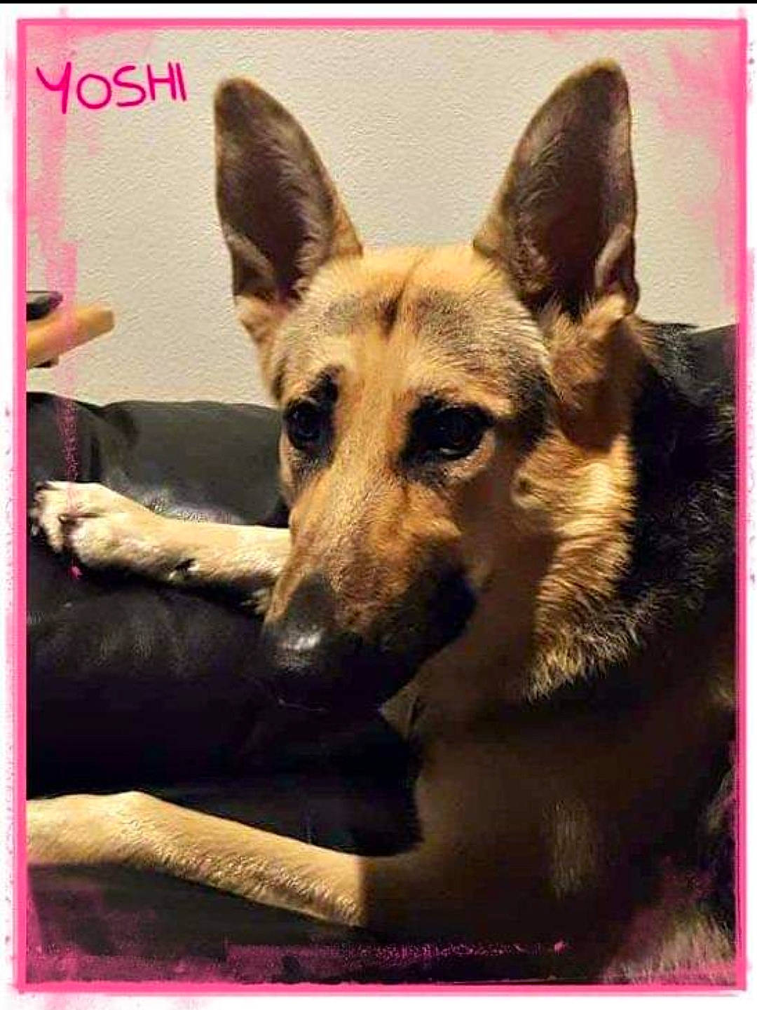 Yoshi joined the competition — help win amazing prizes! canidae, carnivore, companion_dog, dog, dog_breed, east_european_shepherd, fawn, font, german_shepherd_dog, herding_dog, king_shepherd, paw, photograph, rectangle, snapshot, sporting_group, square, stock_photography, working_animal, working_dog