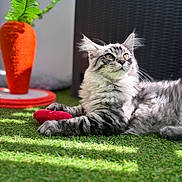 Patate a rejoint le concours — aidez-le/la à gagner de superbes lots ! cat, tabby_cat, fluffy, grass, sunlight, toy, heart_shaped_toy, orange_planter, carrot_shaped, green_leaves, outdoor, relaxing, pet, feline, playful, blurred_background, nature, garden, close_up, sunny