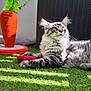 cat, tabby_cat, fluffy, grass, sunlight, toy, heart_shaped_toy, orange_planter, carrot_shaped, green_leaves, outdoor, relaxing, pet, feline, playful, blurred_background, nature, garden, close_up, sunny