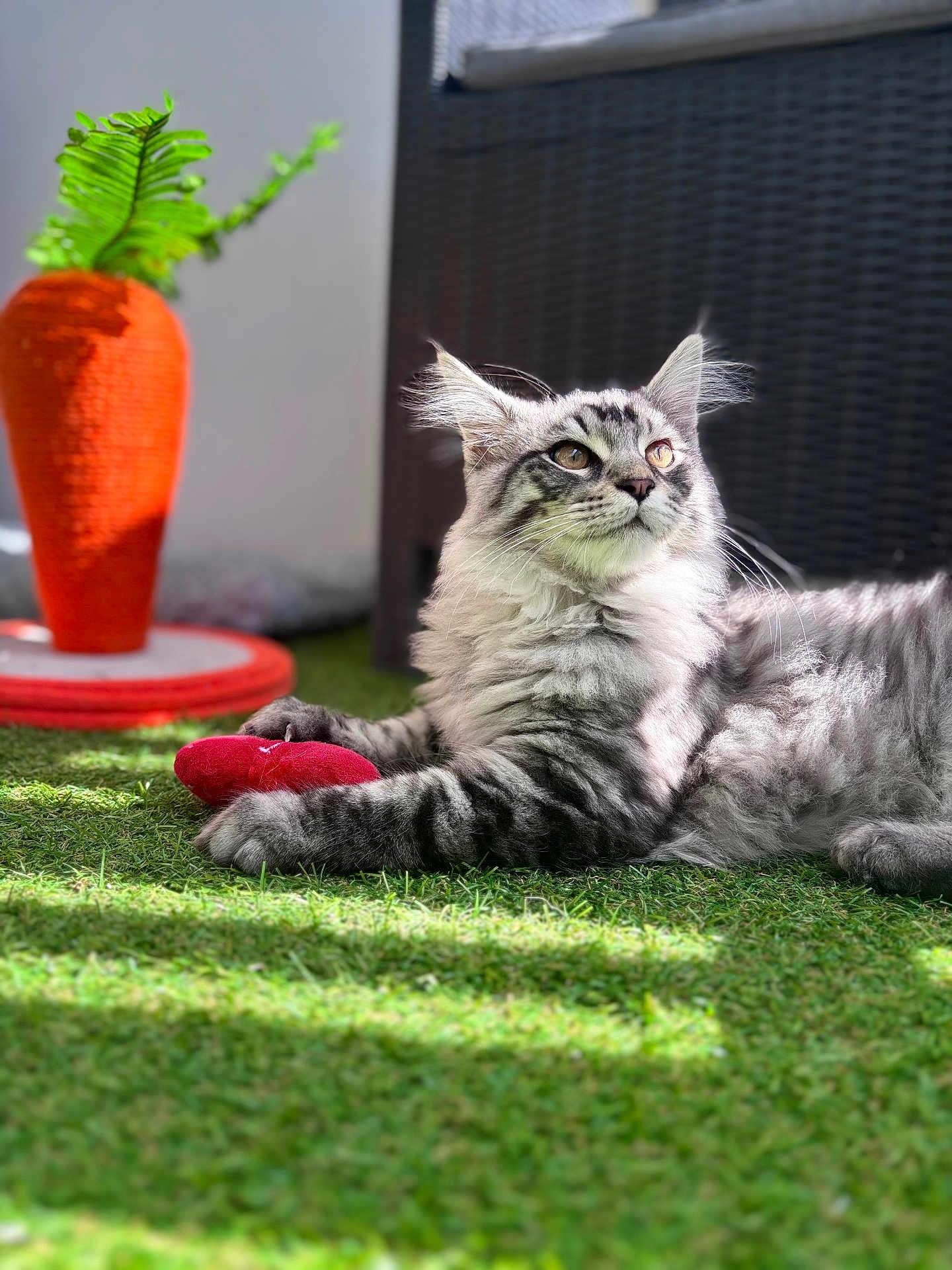 Patate a rejoint le concours — aidez-le/la à gagner de superbes lots ! cat, tabby_cat, fluffy, grass, sunlight, toy, heart_shaped_toy, orange_planter, carrot_shaped, green_leaves, outdoor, relaxing, pet, feline, playful, blurred_background, nature, garden, close_up, sunny