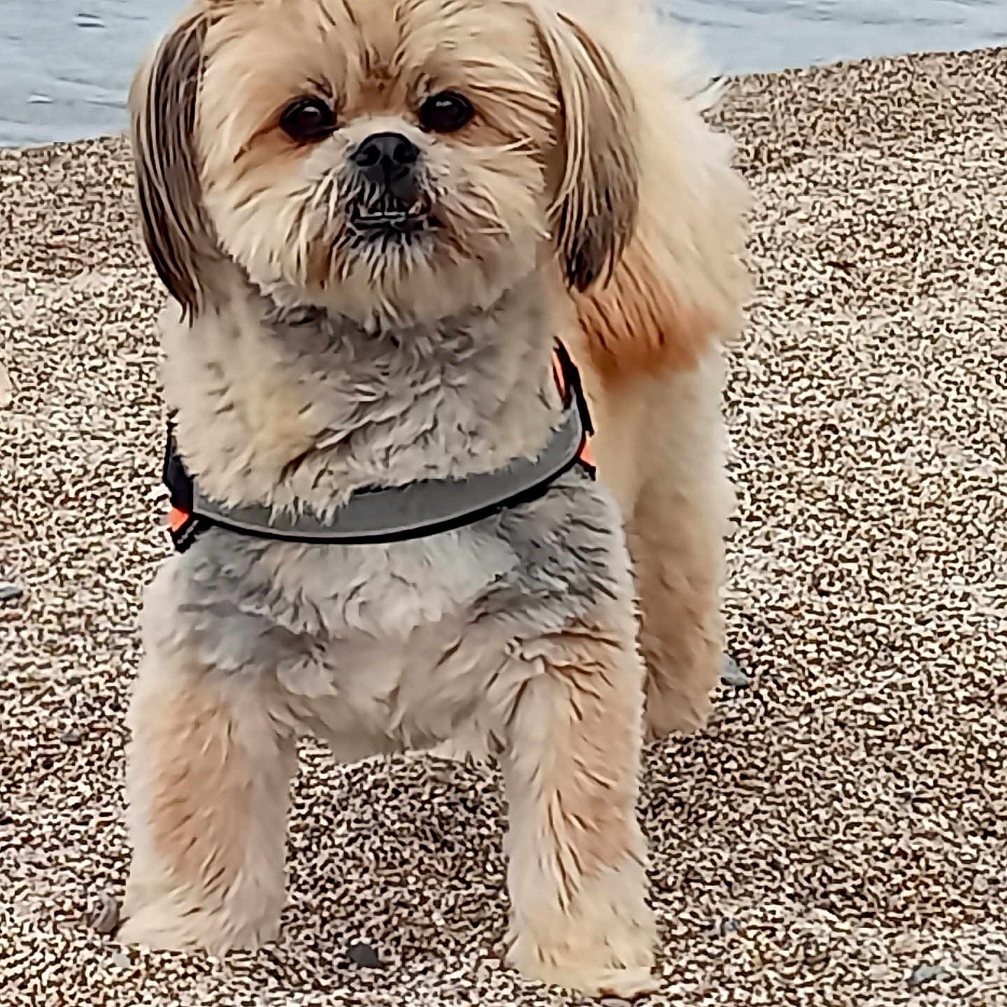 Gaïa a rejoint le concours — aidez-le/la à gagner de superbes lots ! dog, small_dog, fluffy, beach, gravel, water, outdoor, pet, animal, canine, harness, fur, cute, standing, nature, daylight, muzzle, ears, tail, front_legs