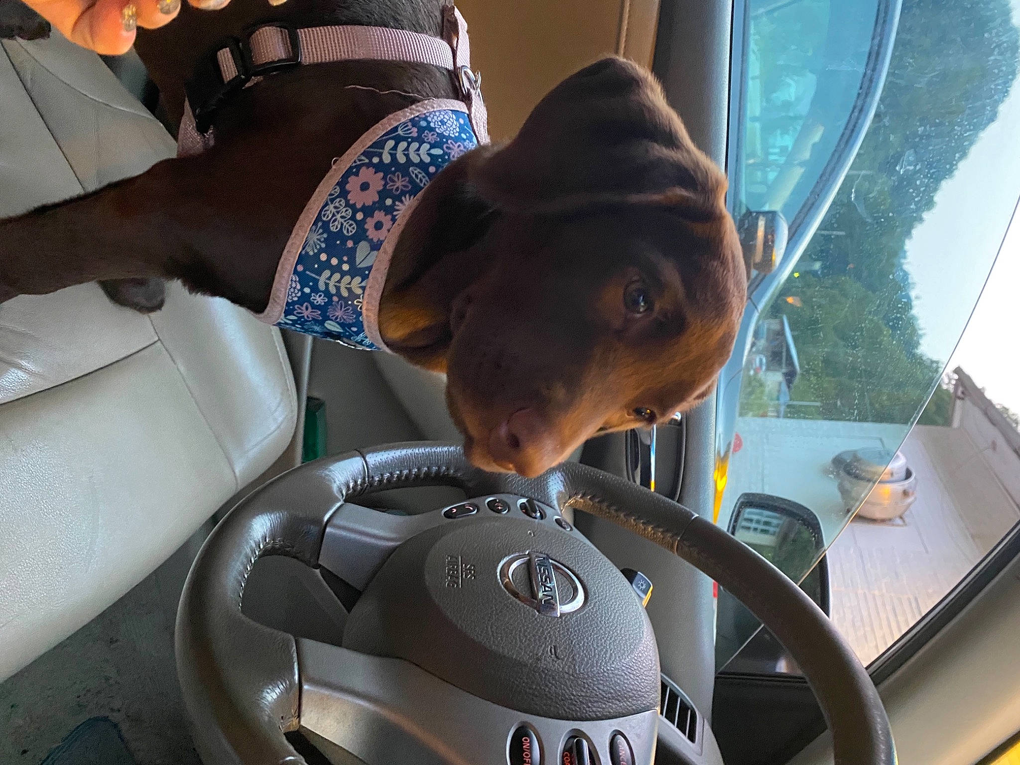 Coco is registered to the contest to win money with this photo: auto_part, automotive_design, automotive_exterior, automotive_mirror, car, car_seat, eyewear, gear_shift, hat, head_restraint, motor_vehicle, personal_luxury_car, rear_view_mirror, steering_part, steering_wheel, sun_hat, sunglasses, tree, vehicle, vehicle_door