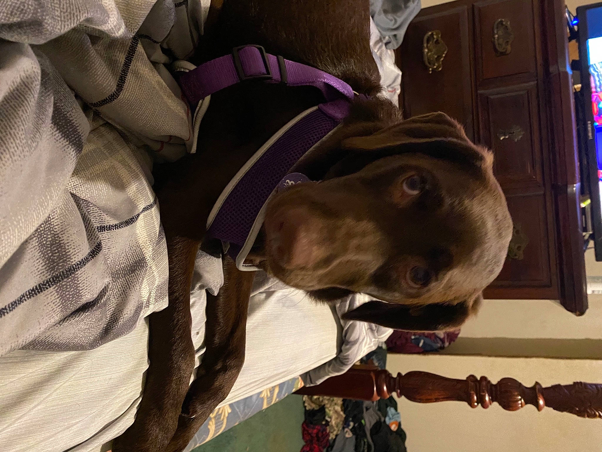 Coco joined the competition — help win amazing prizes! bag, brown, canidae, carnivore, collar, companion_dog, dog, dog_breed, dog_collar, fashion_accessory, fawn, guard_dog, leash, liver, non_sporting_group, pattern, personal_protective_equipment, snout, sporting_group, working_animal