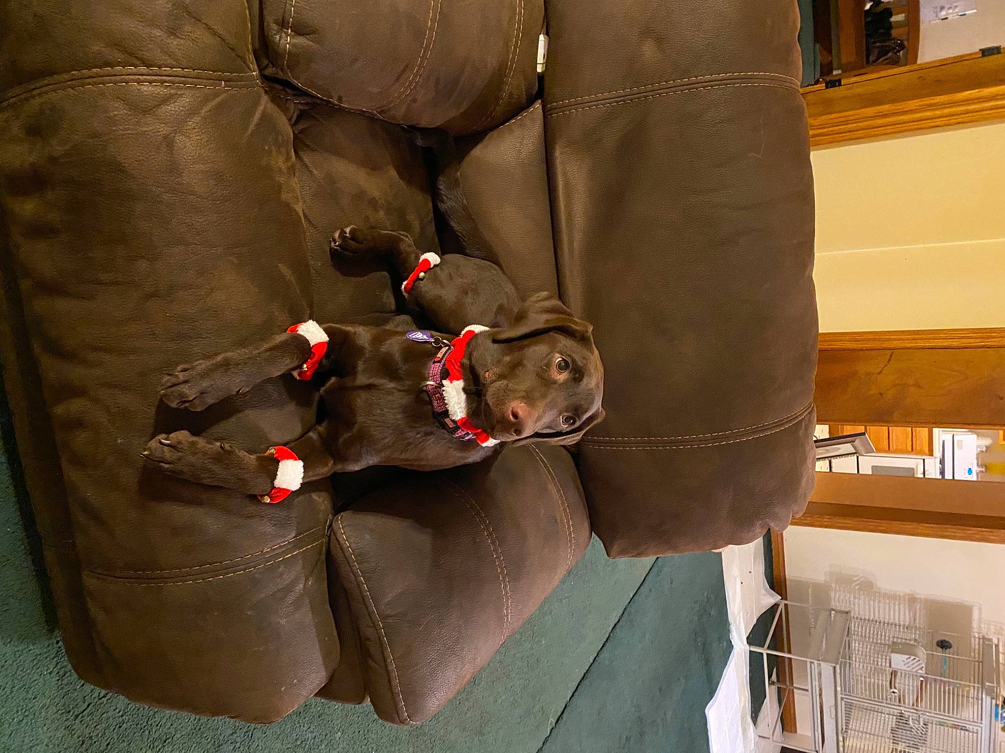 Coco is registered to the contest to win money with this photo: auto_part, automotive_design, bag, baggage, car_seat, car_seat_cover, carmine, comfort, couch, fur, leather, luggage_and_bags, metal, motor_vehicle, personal_protective_equipment, pocket, stuffed_toy, toy, trunk, vehicle