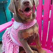 Minnie joined the competition — help win amazing prizes! dog, puppy, pink_dress, polka_dot, chair, pink, happy, pet, animal, outdoor, cute, sitting, tongue_out, playful, fur, ears, snout, paw, summer, colorful