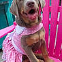 dog, puppy, pink_dress, polka_dot, chair, pink, happy, pet, animal, outdoor, cute, sitting, tongue_out, playful, fur, ears, snout, paw, summer, colorful