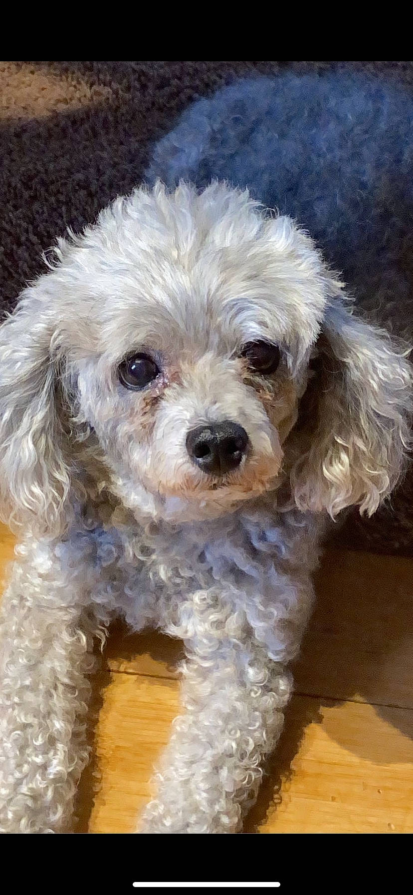 Fefe is registered to the contest to win money with this photo: canidae, carnivore, companion_dog, dog, dog_breed, dog_collar, eye, fur, labradoodle, maltepoo, non_sporting_group, puppy, small_terrier, snout, sporting_group, terrier, toy_dog, water_dog, working_animal, yorkipoo