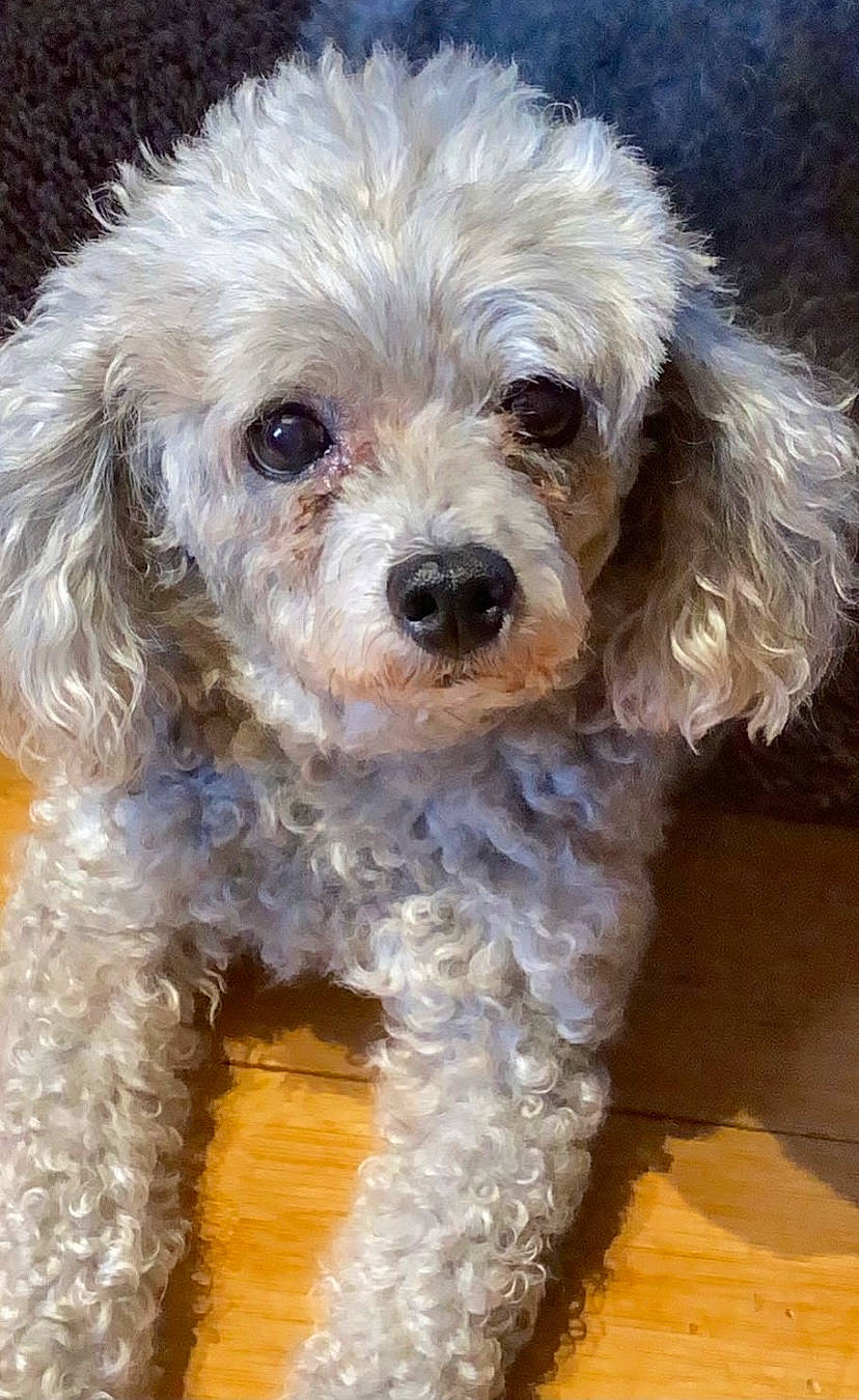 Fefe is registered to the contest to win money with this photo: canidae, carnivore, companion_dog, dog, dog_breed, dog_collar, eye, fur, hair, maltepoo, non_sporting_group, poodle, puppy, snout, sporting_group, terrier, toy_dog, water_dog, working_animal, yorkipoo