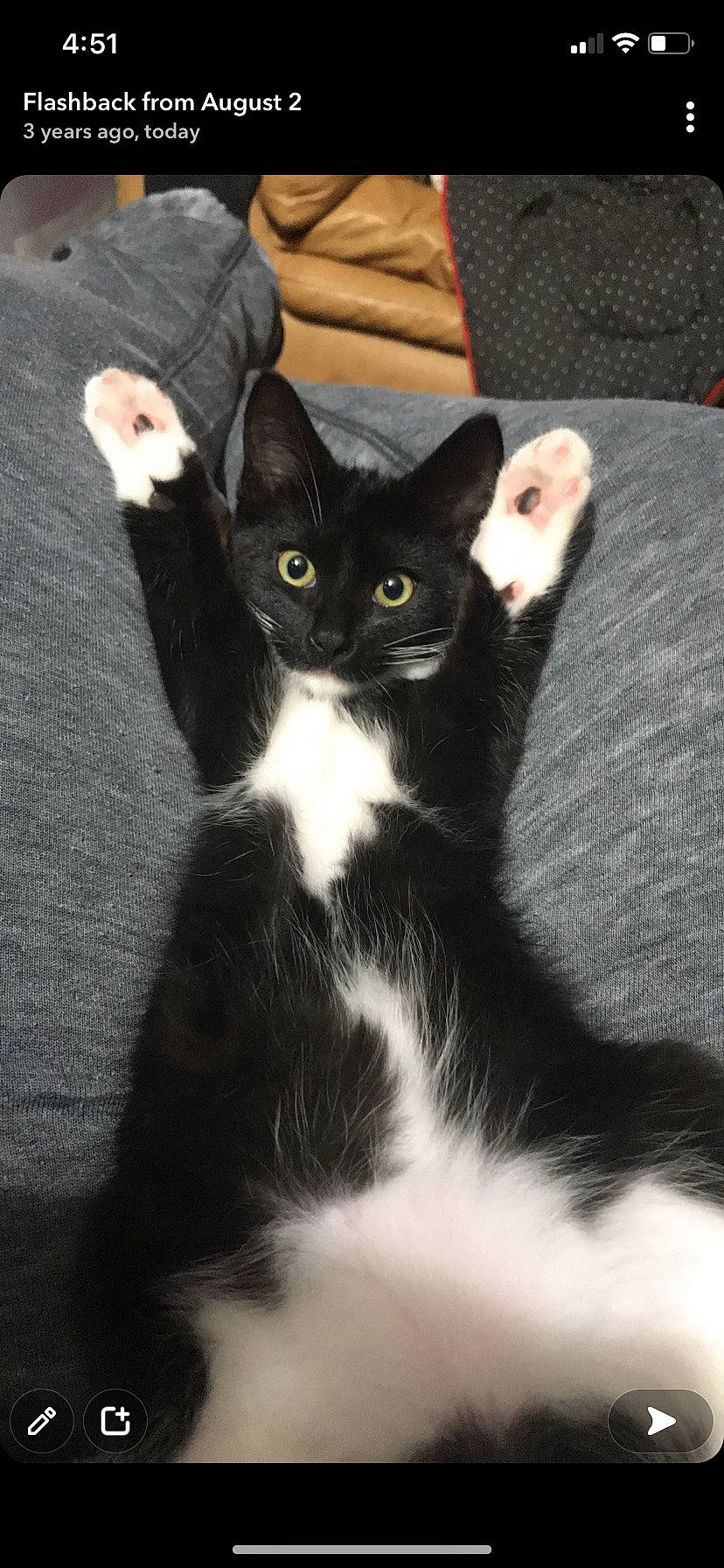 Felix is registered to the contest to win money with this photo: black_cat, carnivore, cat, claw, comfort, domestic_short_haired_cat, eye, felidae, flooring, foot, formal_wear, fur, human_leg, paw, sitting, small_to_medium_sized_cats, snout, tail, terrestrial_animal, whiskers