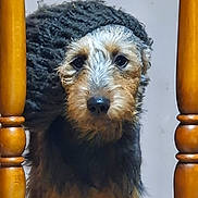 Olympe a rejoint le concours — aidez-le/la à gagner de superbes lots ! animal, black, brown, closeup, cozy, curious, cute, dog, domestic_animal, face, fur, furniture, headwear, household, indoor, knitted_hat, looking, pet, portrait, wooden_chair