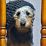 animal, black, brown, closeup, cozy, curious, cute, dog, domestic_animal, face, fur, furniture, headwear, household, indoor, knitted_hat, looking, pet, portrait, wooden_chair