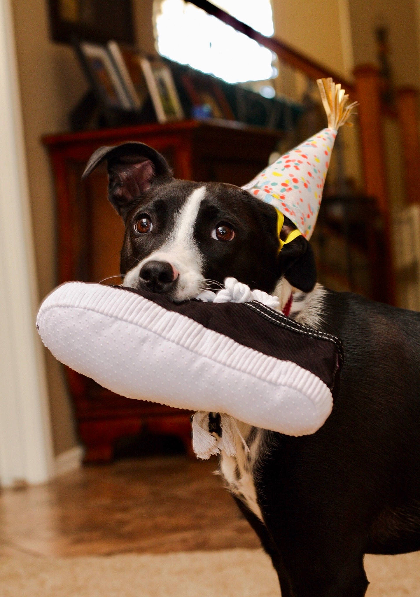 Lexi is registered to the contest to win money with this photo: boston_terrier, canidae, carnivore, dog, dog_breed, fashion_accessory, mammal, mcnab, non_sporting_group, pointer, puppy, snout, sporting_group, whiskers