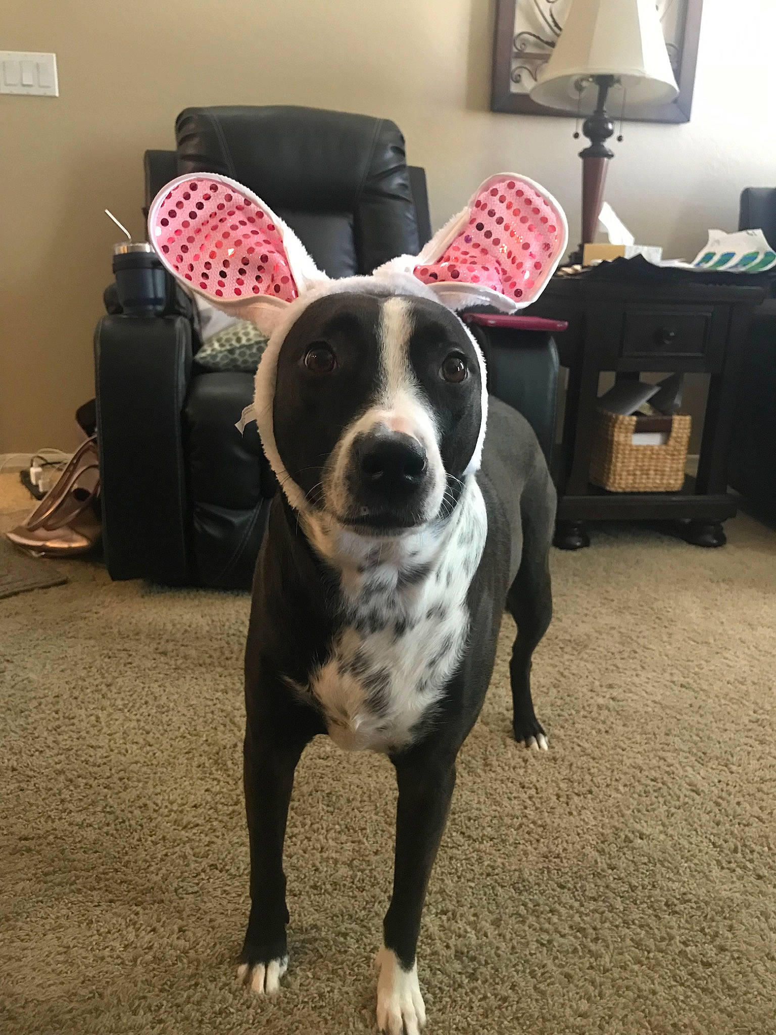 Lexi is registered to the contest to win money with this photo: american_pit_bull_terrier, canidae, carnivore, dog, dog_breed, fawn, mammal, non_sporting_group, pit_bull, snout, sporting_group, tail, vertebrate