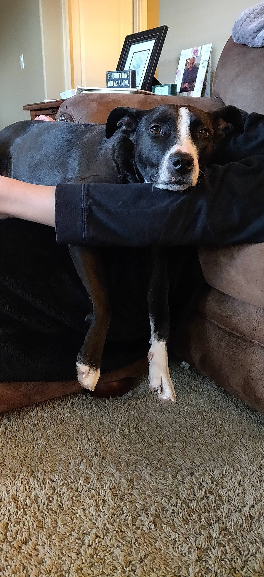 Lexi joined the competition — help win amazing prizes! appenzeller_sennenhund, borador, canidae, carnivore, companion_dog, dog, dog_breed, fur, furniture, mammal, obedience_training, outerwear, paw, snout, sporting_group