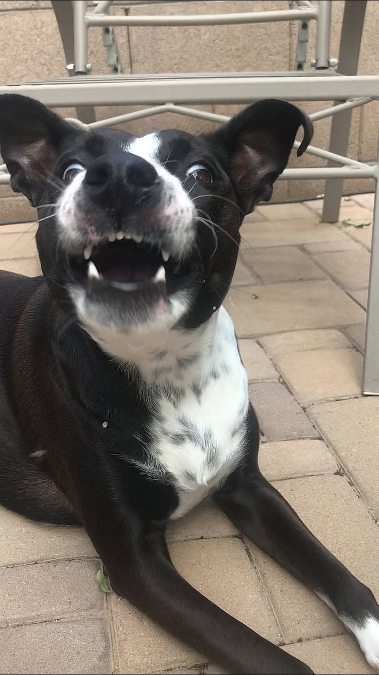 Lexi joined the competition — help win amazing prizes! american_pit_bull_terrier, american_staffordshire_terrier, boston_terrier, canidae, carnivore, companion_dog, dog, dog_breed, fawn, mammal, mcnab, non_sporting_group, pit_bull, rare_breed_dog, snout, sporting_group, staffordshire_bull_terrier, tail, vertebrate, whiskers