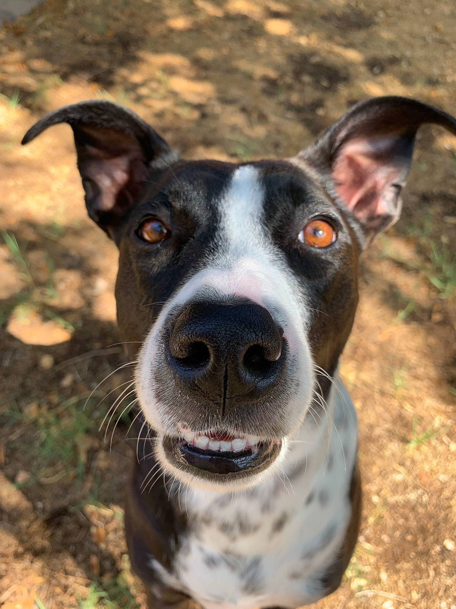 Lexi is registered to the contest to win money with this photo: canidae, carnivore, dog, dog_breed, feist, koolie, mammal, non_sporting_group, nose, rare_breed_dog, snout, sporting_group, vertebrate, whiskers