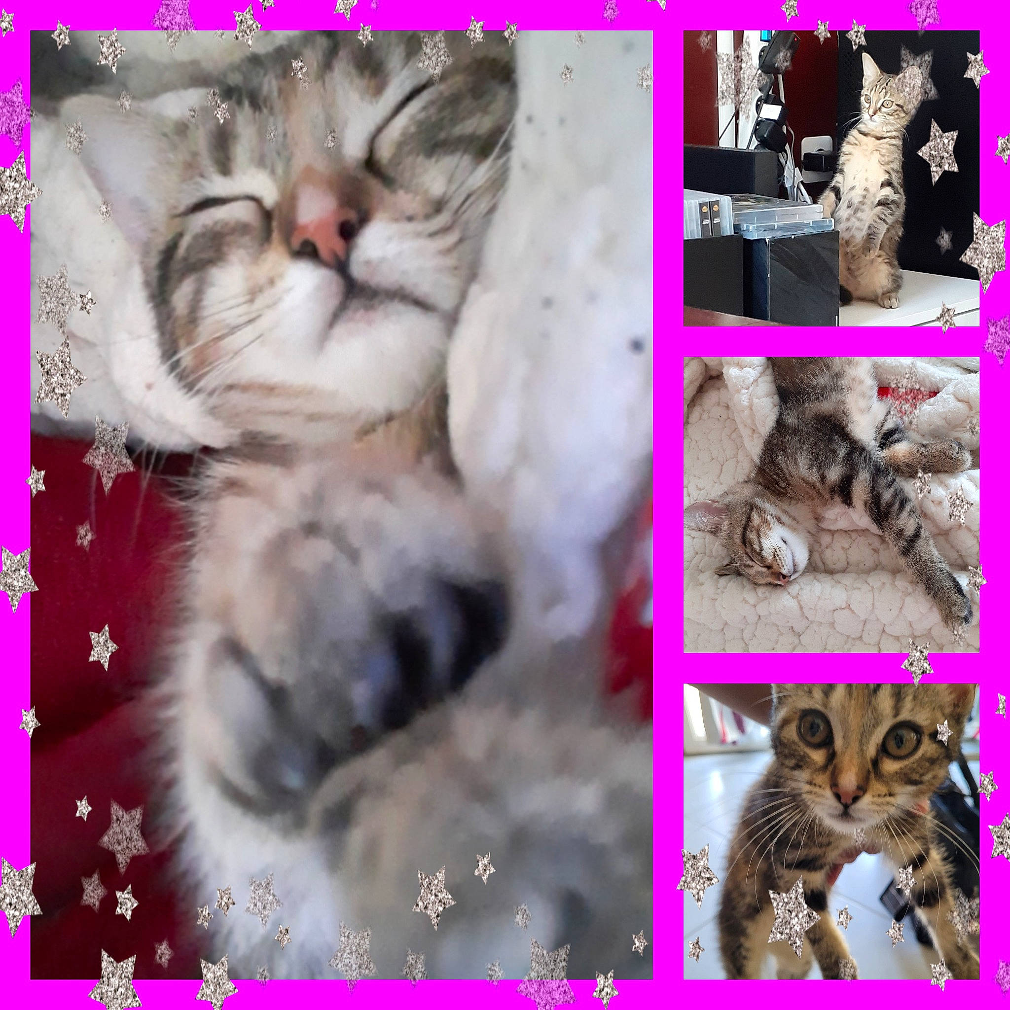 Aria a rejoint le concours — aidez-le/la à gagner de superbes lots ! adaptation, art, carnivore, cat, collage, event, felidae, font, fur, happy, magenta, organism, photo_caption, photograph, pink, small_to_medium_sized_cats, snapshot, stock_photography, violet, whiskers