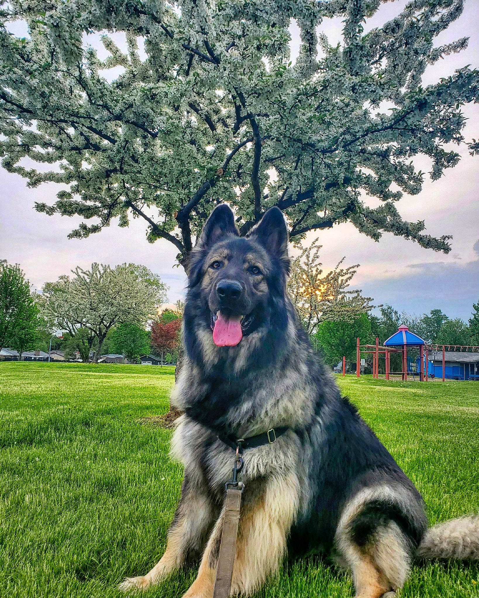 Cain joined the competition — help win amazing prizes! canidae, carnivore, cloud, collar, companion_dog, dog, dog_breed, german_shepherd_dog, grass, guard_dog, herding_dog, king_shepherd, old_german_shepherd_dog, plant, sky, snout, sporting_group, tree, working_animal, working_dog