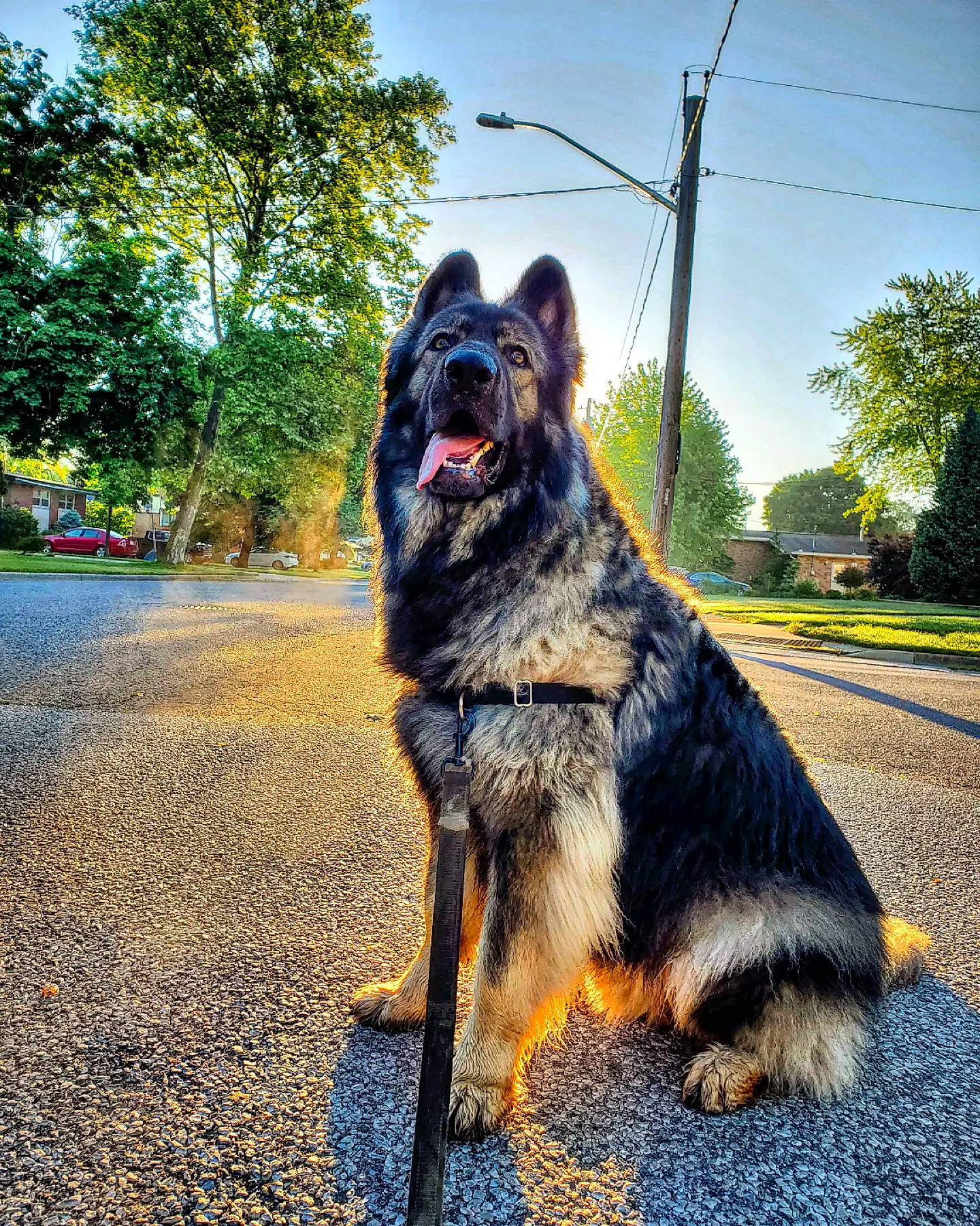 Cain is registered to the contest to win money with this photo: asphalt, carnivore, collar, companion_dog, dog, dog_breed, dog_collar, fur, german_shepherd_dog, grass, herding_dog, plant, road_surface, sky, sporting_group, tail, tints_and_shades, tree, working_animal, working_dog