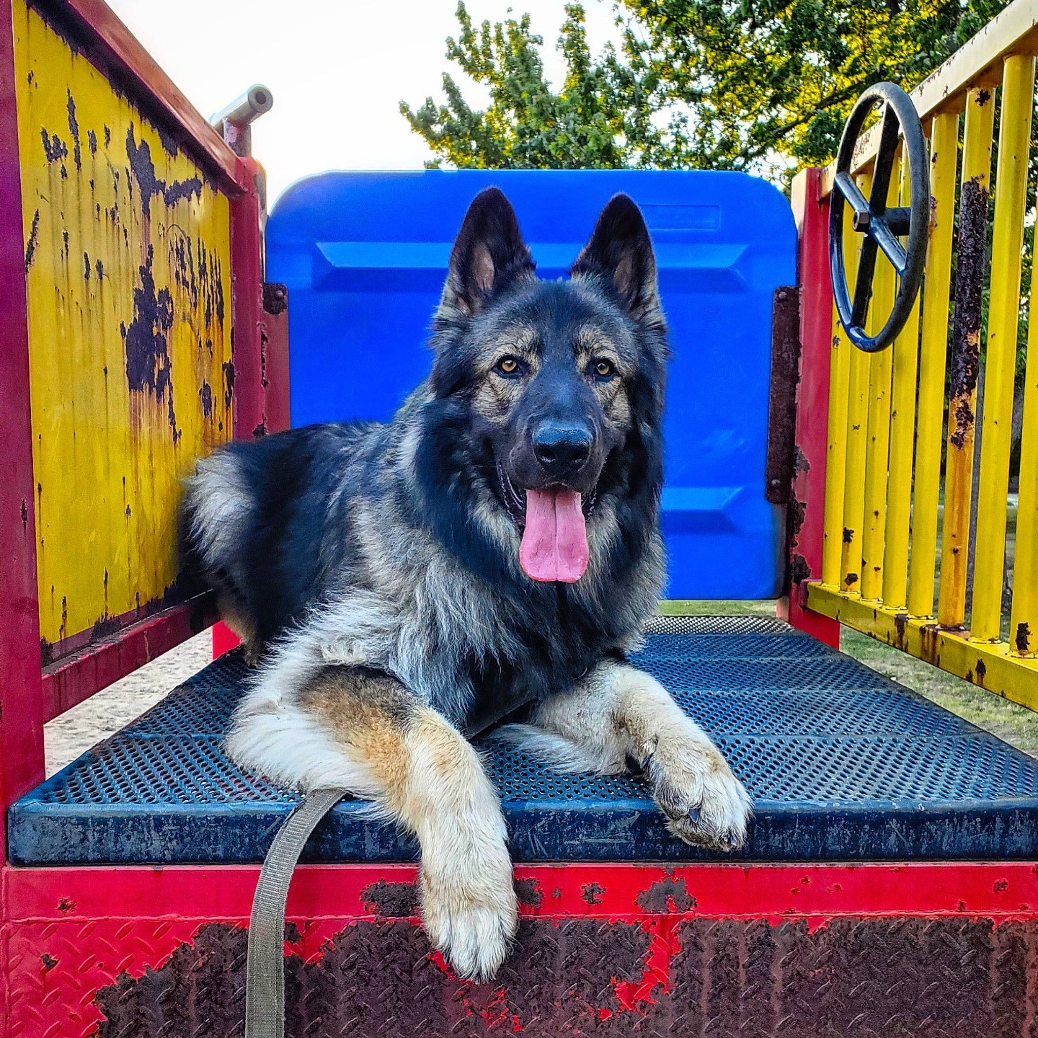 Cain is registered to the contest to win money with this photo: blue, canidae, carnivore, companion_dog, dog, dog_breed, east_european_shepherd, electric_blue, gas, german_shepherd_dog, guard_dog, herding_dog, king_shepherd, old_german_shepherd_dog, plant, snout, sporting_group, tree, working_animal, working_dog