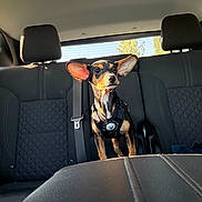 Tuffy is registered to the contest to win money with this photo: dog, small_dog, car_interior, back_seat, car_seat, seatbelt, harness, sunlight, window, black_dog, alert, pet, animal, ears, daylight, vehicle, transportation, leather_seat, curious, standing