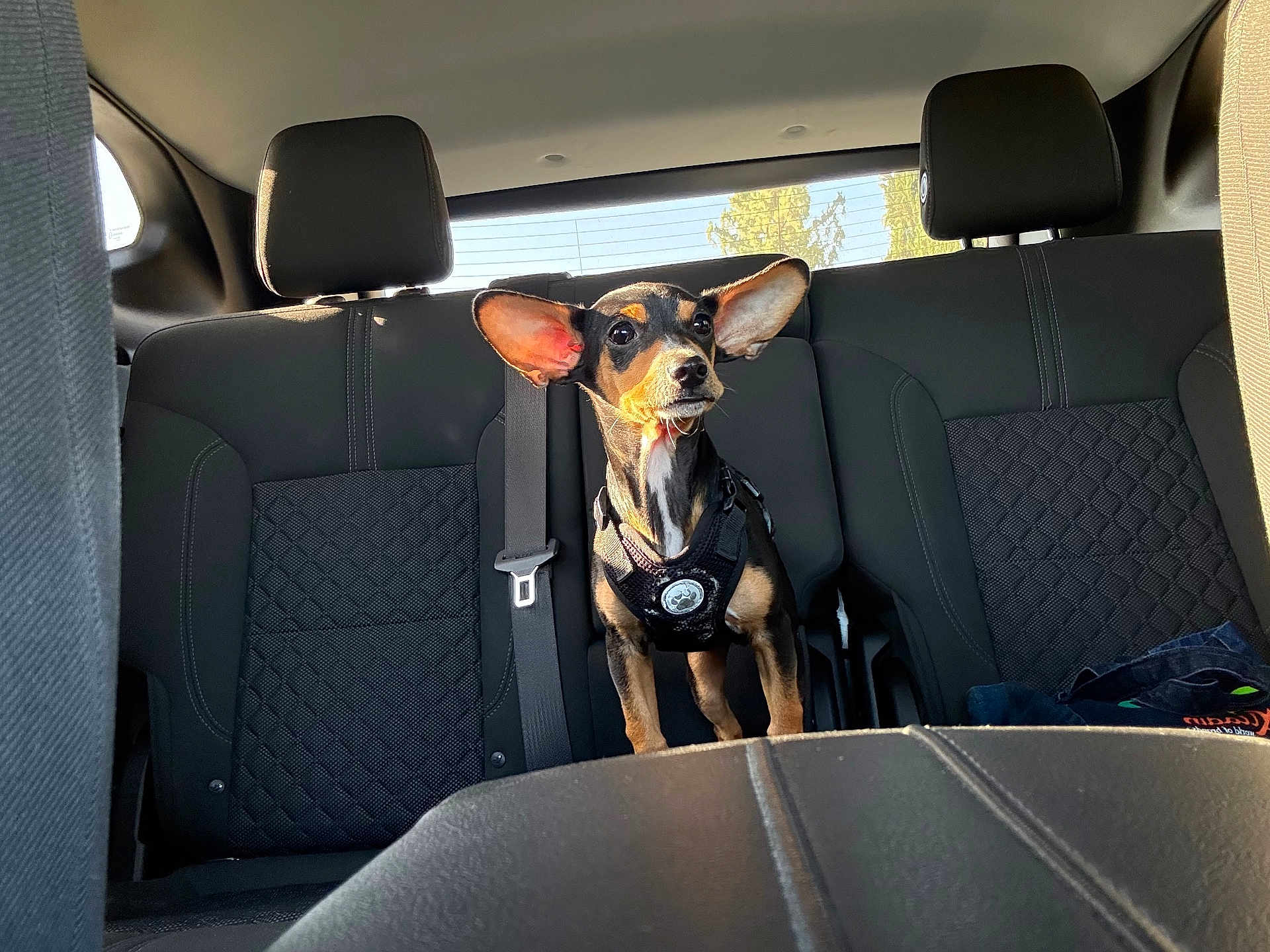 Tuffy is registered to the contest to win money with this photo: dog, small_dog, car_interior, back_seat, car_seat, seatbelt, harness, sunlight, window, black_dog, alert, pet, animal, ears, daylight, vehicle, transportation, leather_seat, curious, standing