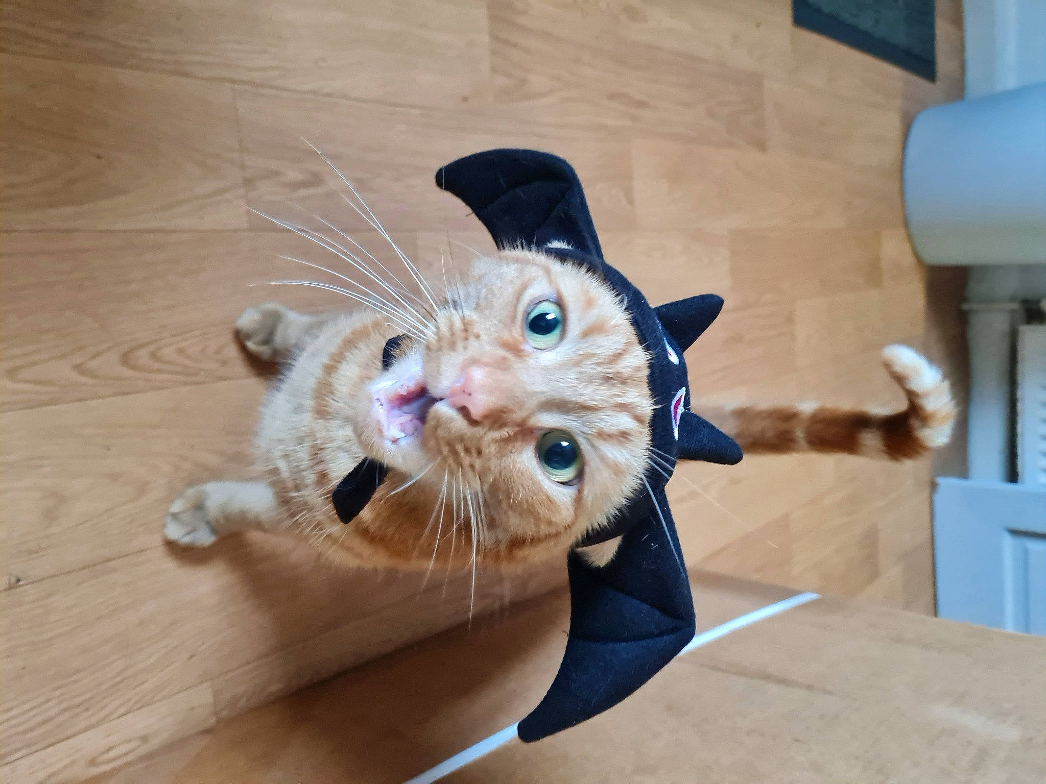 Whiskey is registered to the contest to win money with this photo: carnivore, cat, dog_breed, domestic_short_haired_cat, fashion_accessory, fawn, felidae, floor, flooring, fur, hardwood, hat, paw, small_to_medium_sized_cats, snout, tail, toy, whiskers, wood, wood_flooring