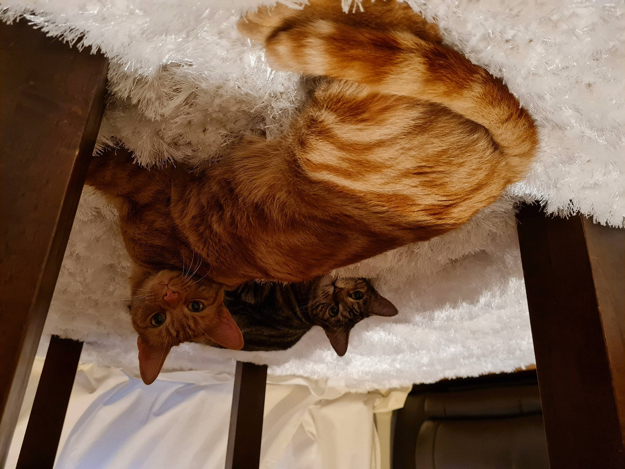 Whiskey is registered to the contest to win money with this photo: art, brown, canidae, carnivore, cat, claw, dog_breed, fawn, felidae, flooring, fur, hardwood, liver, painting, small_to_medium_sized_cats, snout, sporting_group, tail, whiskers, wood