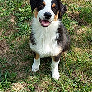 Atlas participe au concours pour gagner de l'argent avec cette photo : dog, grass, outdoor, happy, pet, animal, nature, smile, fur, ears, canine, tricolor, sitting, greenery, daylight, playful, friendly, young, tongue, eyes