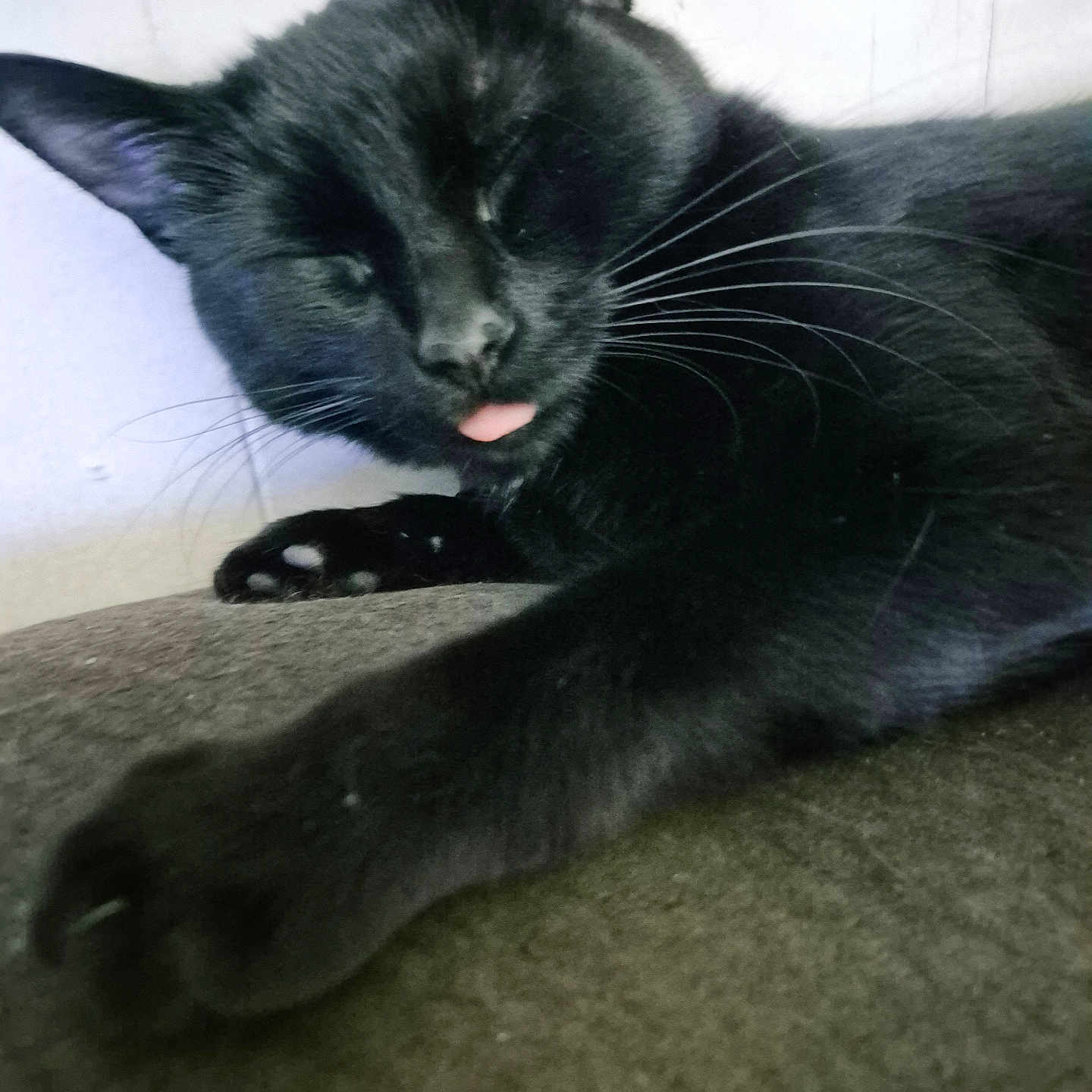 Piper joined the competition — help win amazing prizes! animal, black_cat, cat, close_up, cozy, cute, domestic_cat, feline, fur, indoor, mammal, paw, pet, relaxed, resting, sleeping, soft_surface, tongue_out, whiskers, whiskers_visible