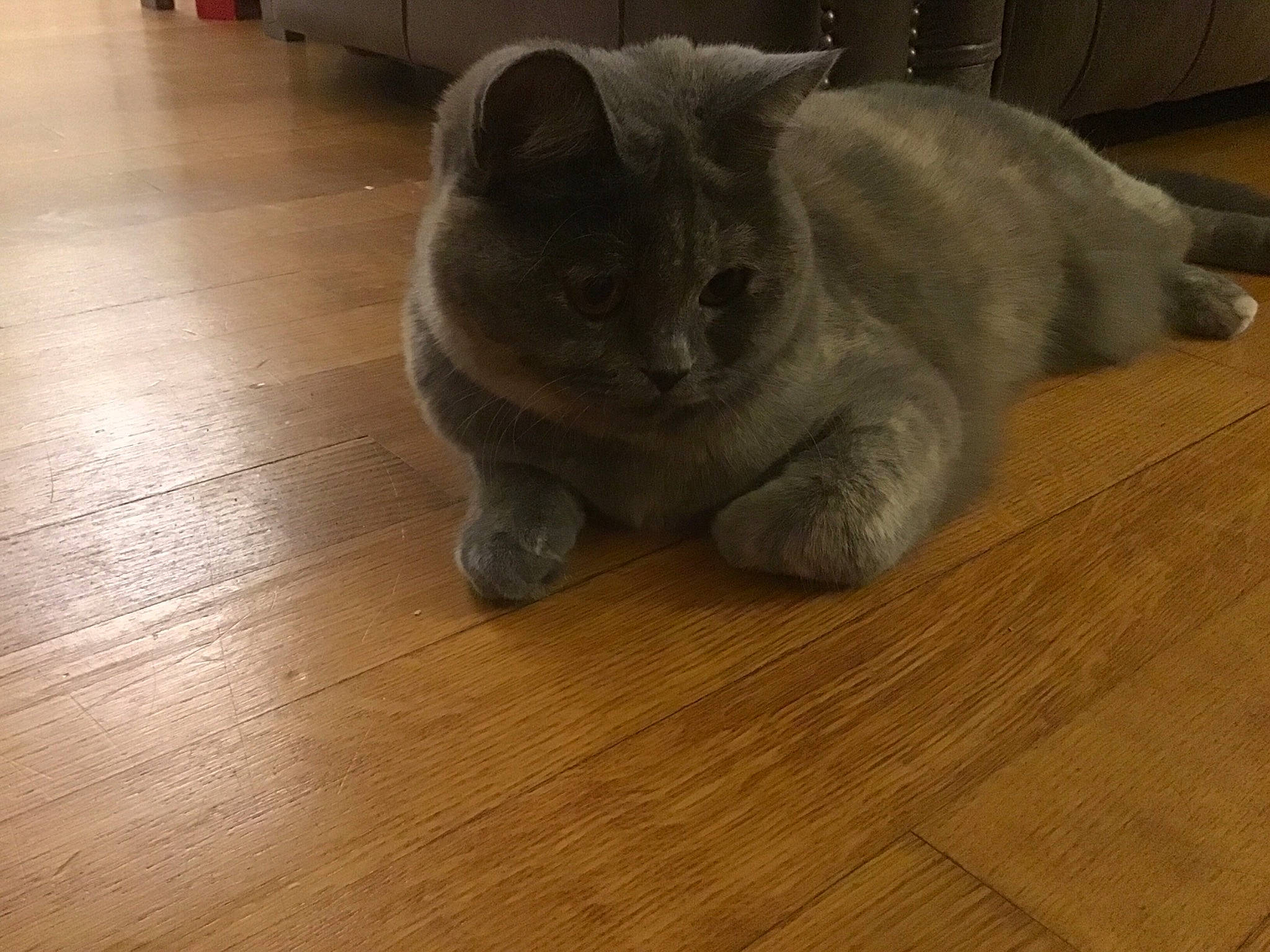 Orlie participe au concours pour gagner de l'argent avec cette photo : british_shorthair, carnivore, cat, chartreux, fawn, felidae, floor, flooring, fur, hardwood, korat, mammal, nebelung, russian_blue, skin, small_to_medium_sized_cats, snout, whiskers, wood, wood_flooring