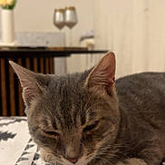 Bibicha participe au concours pour gagner de l'argent avec cette photo : cat, gray_tabby, sleeping, blanket, patterned_blanket, indoor, table, wine_glasses, blurred_background, cozy, resting, feline, whiskers, ears, fur, close_up, domestic_cat, pet, home, relaxation