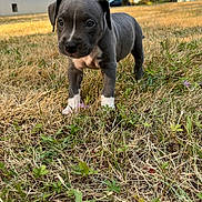 Blue a rejoint le concours — aidez-le/la à gagner de superbes lots ! puppy, dog, gray_coat, white_chest, white_paws, standing, outdoor, grass, dry_grass, park, neighborhood, building, tree, parked_car, animal, pet, cute, portrait, daylight, close_up