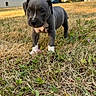 puppy, dog, gray_coat, white_chest, white_paws, standing, outdoor, grass, dry_grass, park, neighborhood, building, tree, parked_car, animal, pet, cute, portrait, daylight, close_up