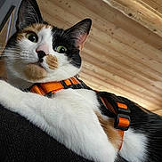 Jeepy participe au concours pour gagner de l'argent avec cette photo : cat, calico, orange_harness, pet, indoor, wooden_ceiling, close_up, green_eyes, relaxed, feline, whiskers, fur, animal, curious, domestic_cat, resting, black_white_orange, indoors, cozy, portrait