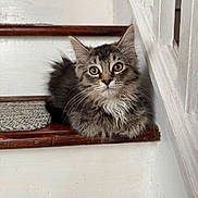 Taco joined the competition — help win amazing prizes! kitten, cat, pet, stairs, wood, fur, animal, indoor, curious, cute, young, tabby, whiskers, ears, face, resting, cozy, home, feline, portrait