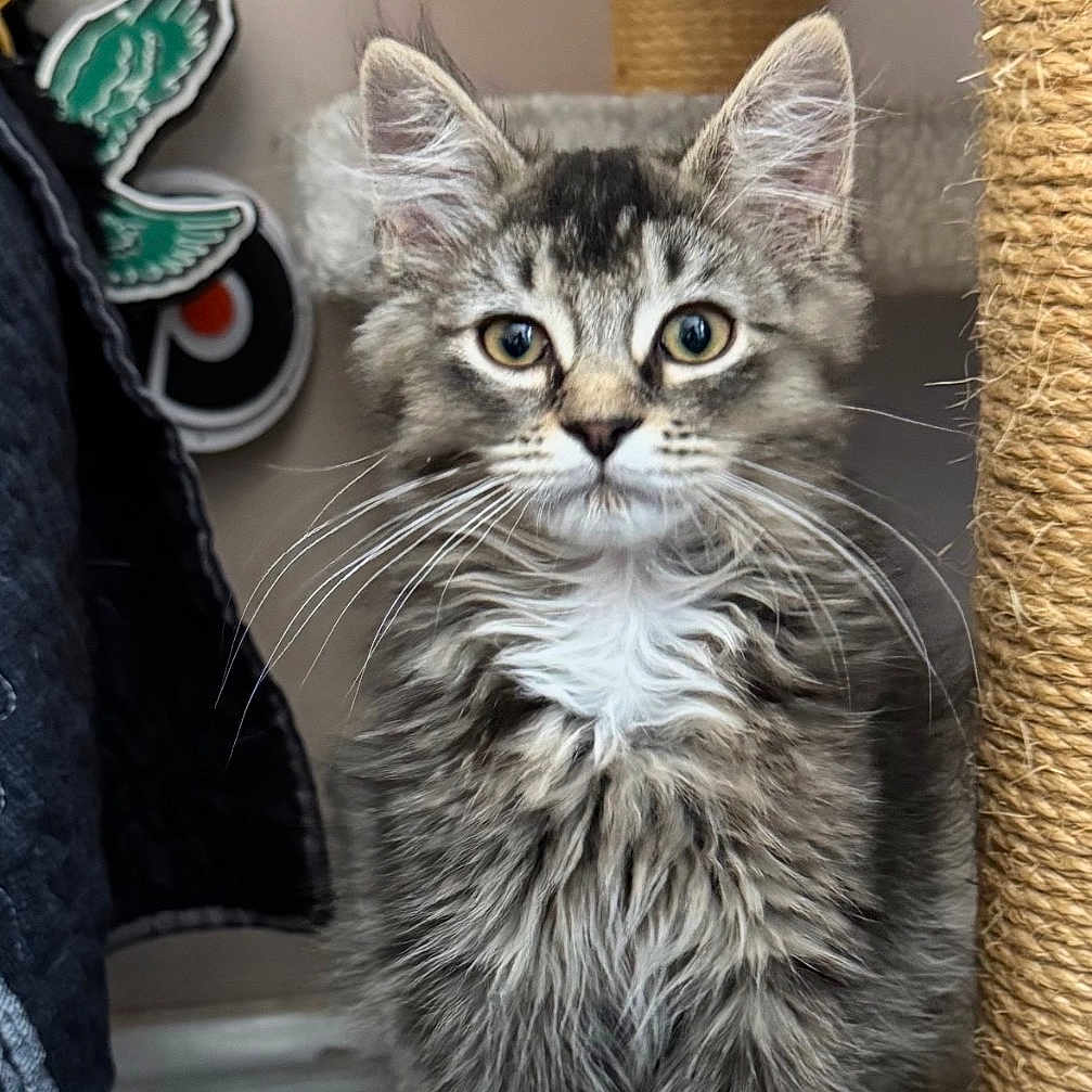 Taco is registered to the contest to win money with this photo: kitten, cat, fluffy, pet, indoor, cat_tree, feline, cute, young, fur, whiskers, ears, portrait, animal, domestic, paws, curious, looking, standing, cozy