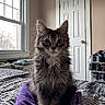 Taco joined the competition — help win amazing prizes! kitten, cat, purple_towel, bedspread, indoor, window, door, shoe_rack, sneakers, furniture, pet, fur, whiskers, ears, eyes, tail, cozy, room, natural_light, domestic
