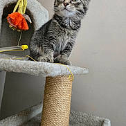 Kiwi is registered to the contest to win money with this photo: kitten, tabby, cat, cat_tree, toy, indoor, pet, feline, curious, perched, cozy, playful, orange_toy, scratching_post, soft_texture, whiskers, ears, paws, young_cat, looking_up